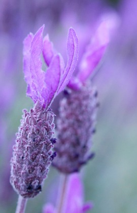 The colour purple - Yvonne Sears