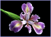 Merit: Kerry Malec - Pacific Coast Iris