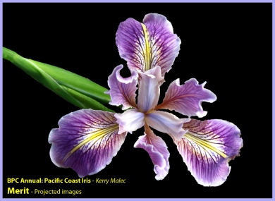 [21] Kerry Malec - Pacific Coast Iris (Merit)