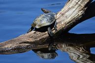 Turtle on a Log - James Allan