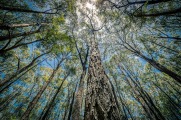 05. Howard Seaman - Ironbark Forest