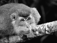 Curious Macaque - Helen Whitford
