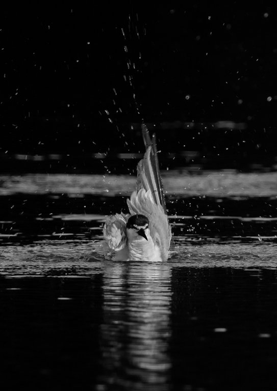 Judy Sara - Large Billed Tern