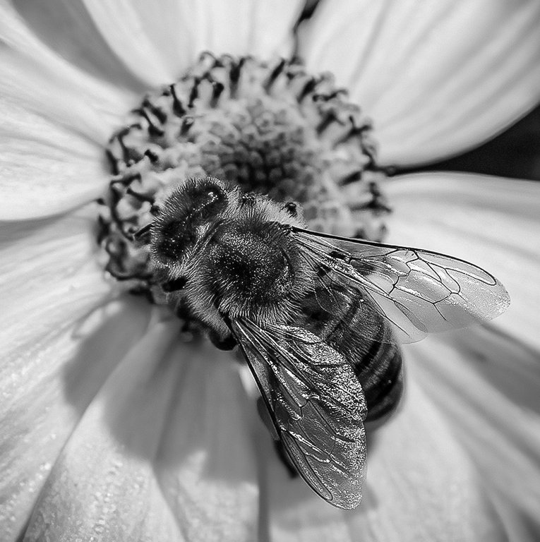 Di Gage - Black and White Bee