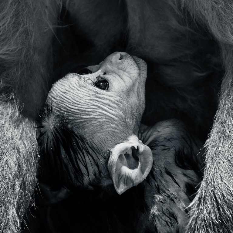 Judy Sara - Baby Toque Macaque