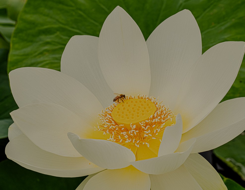 Di Gage - Lotus Beauty